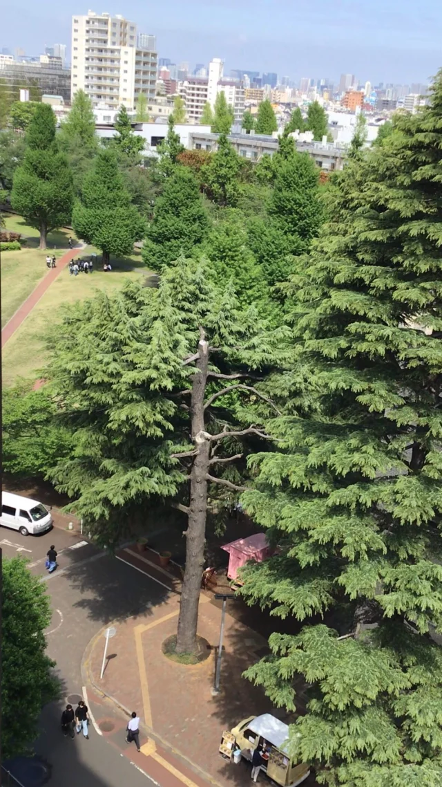 New semester started in April📓and the campus is full of students, especially on Monday‼️

Monday is 🌲Ookayama Day🌲

First-year medical & dental science students also started to participate “Visionary Project 立志プロジェクト” held on Monday at Ookayama campus from this semester.

#instituteofsciencetokyo #sciencetokyo #東京科学大学 #tokyoinstituteoftechnology #tokyotech #東京工業大学 #東工大 
#ookayamacampus #東京科学大学大岡山キャンパス #backincampus #studentlifeinjapan #studyinjapan #キャンパスライフ #春から科学大